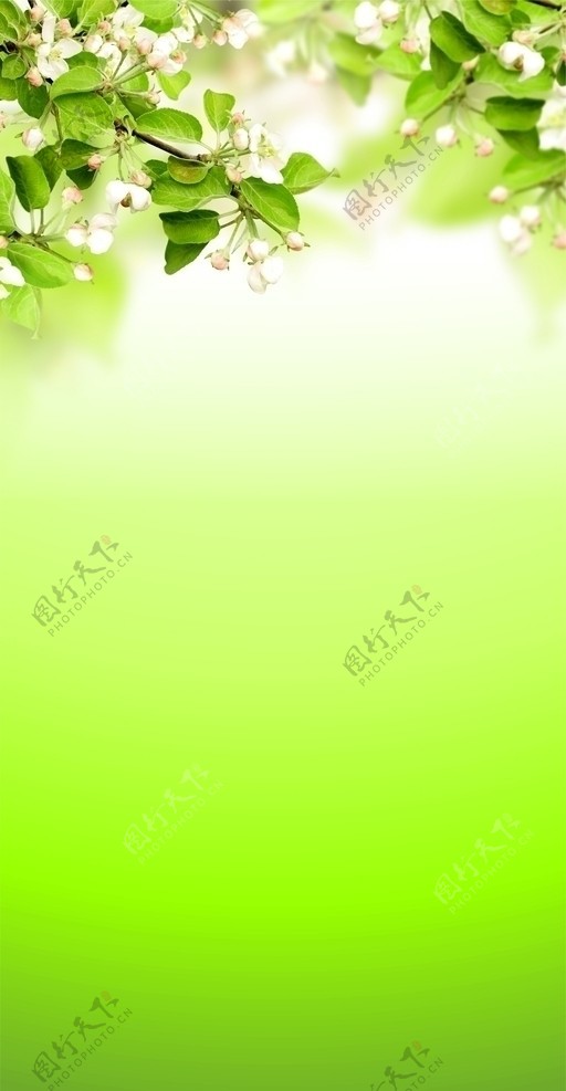 绿叶鲜花树枝图片