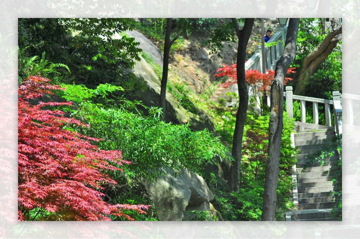 红枫绿竹石阶图片