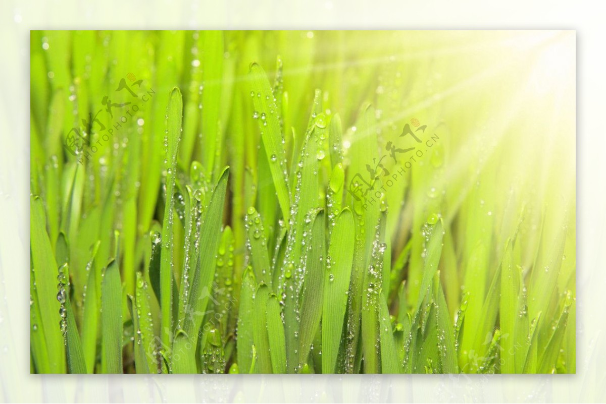 阳光下的绿叶水珠水滴图片