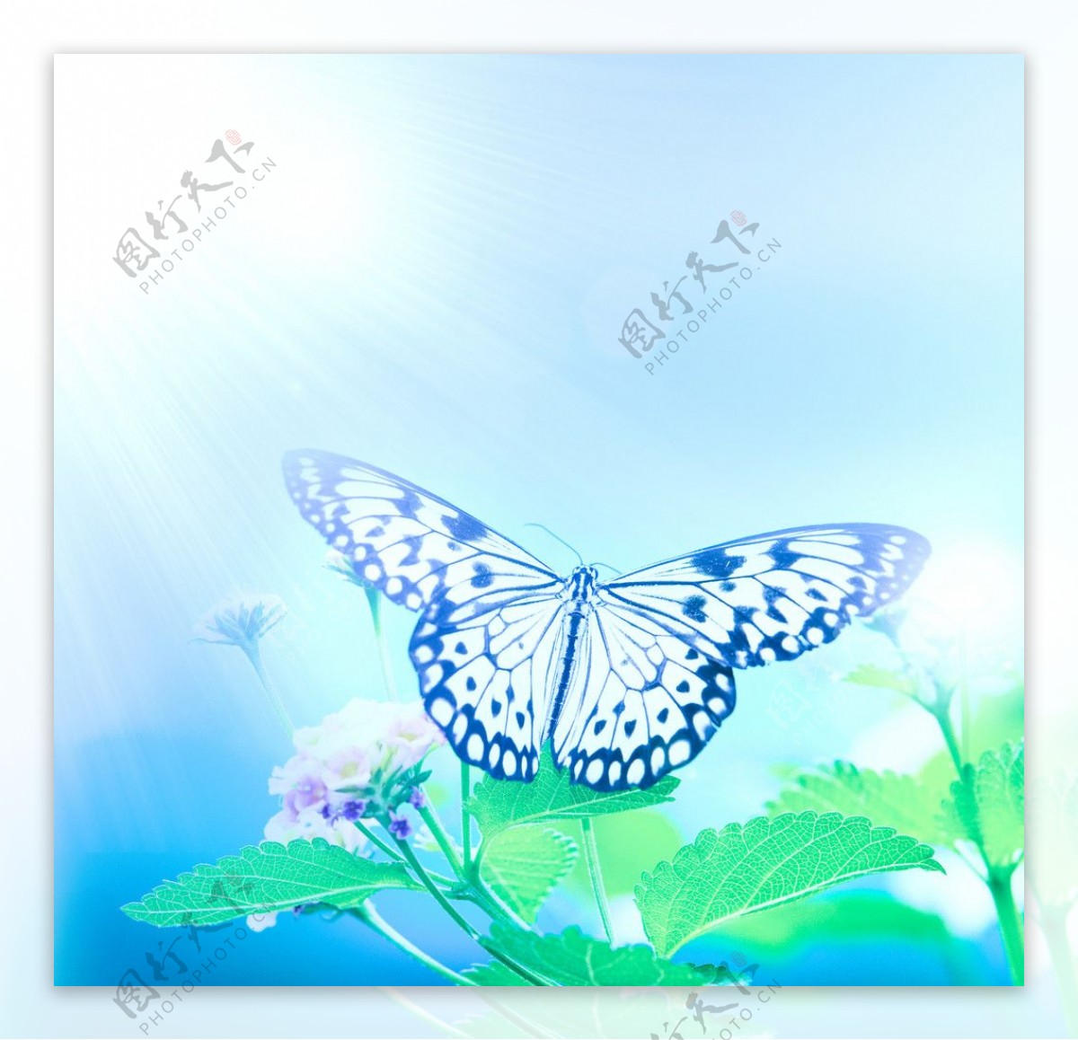 鲜花蝴蝶背景图片素材-编号26507092-图行天下