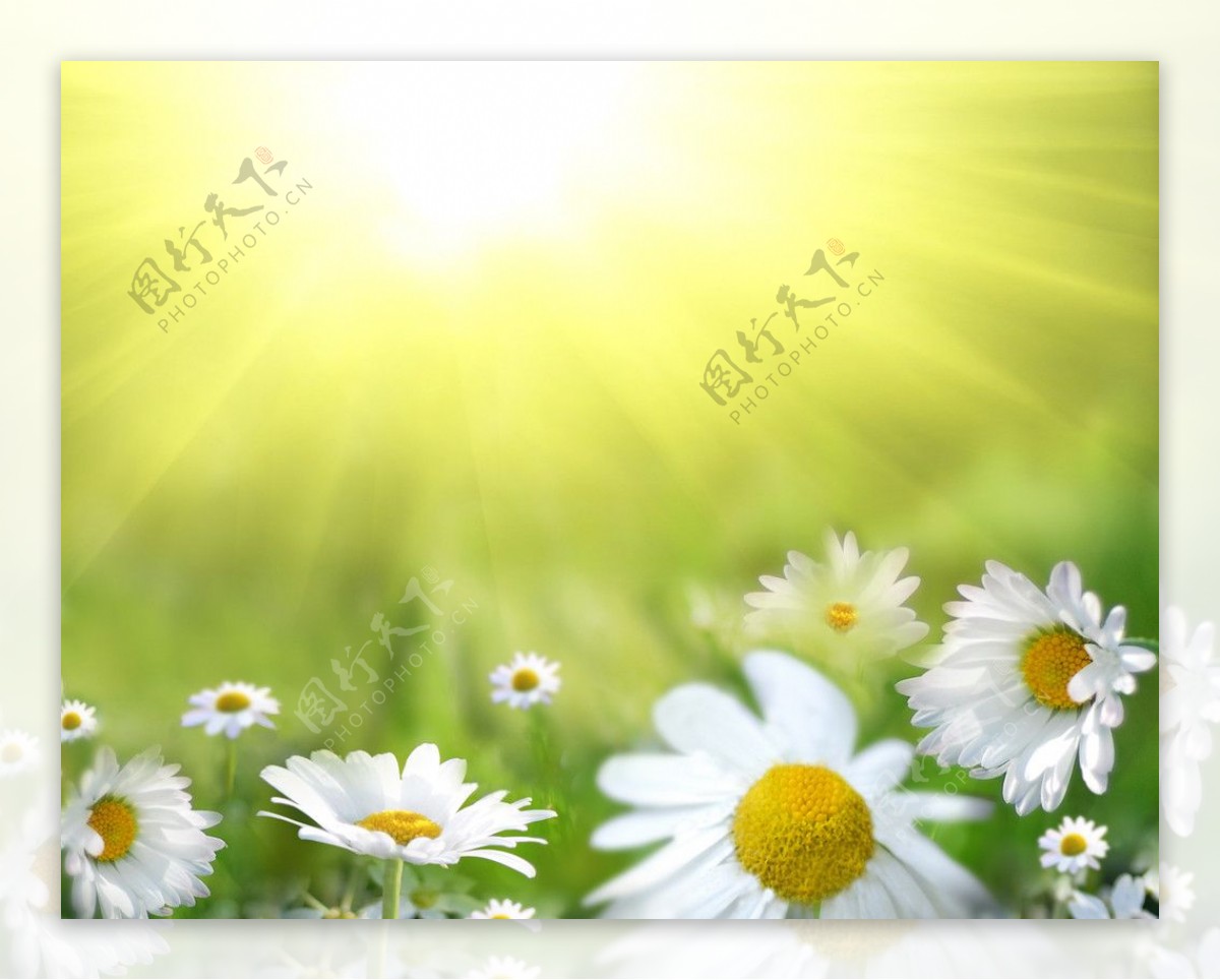 阳光下的野菊花图片