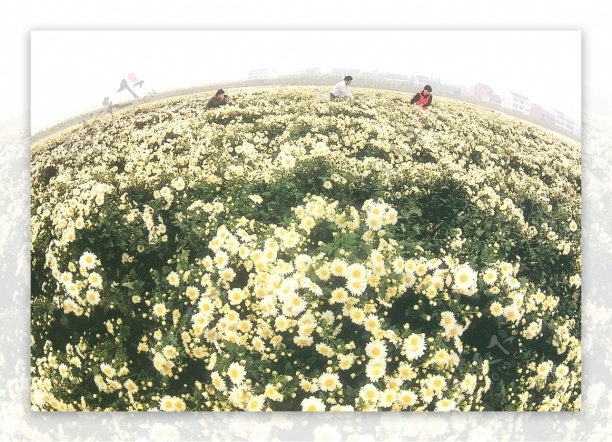 菊海菊花图片