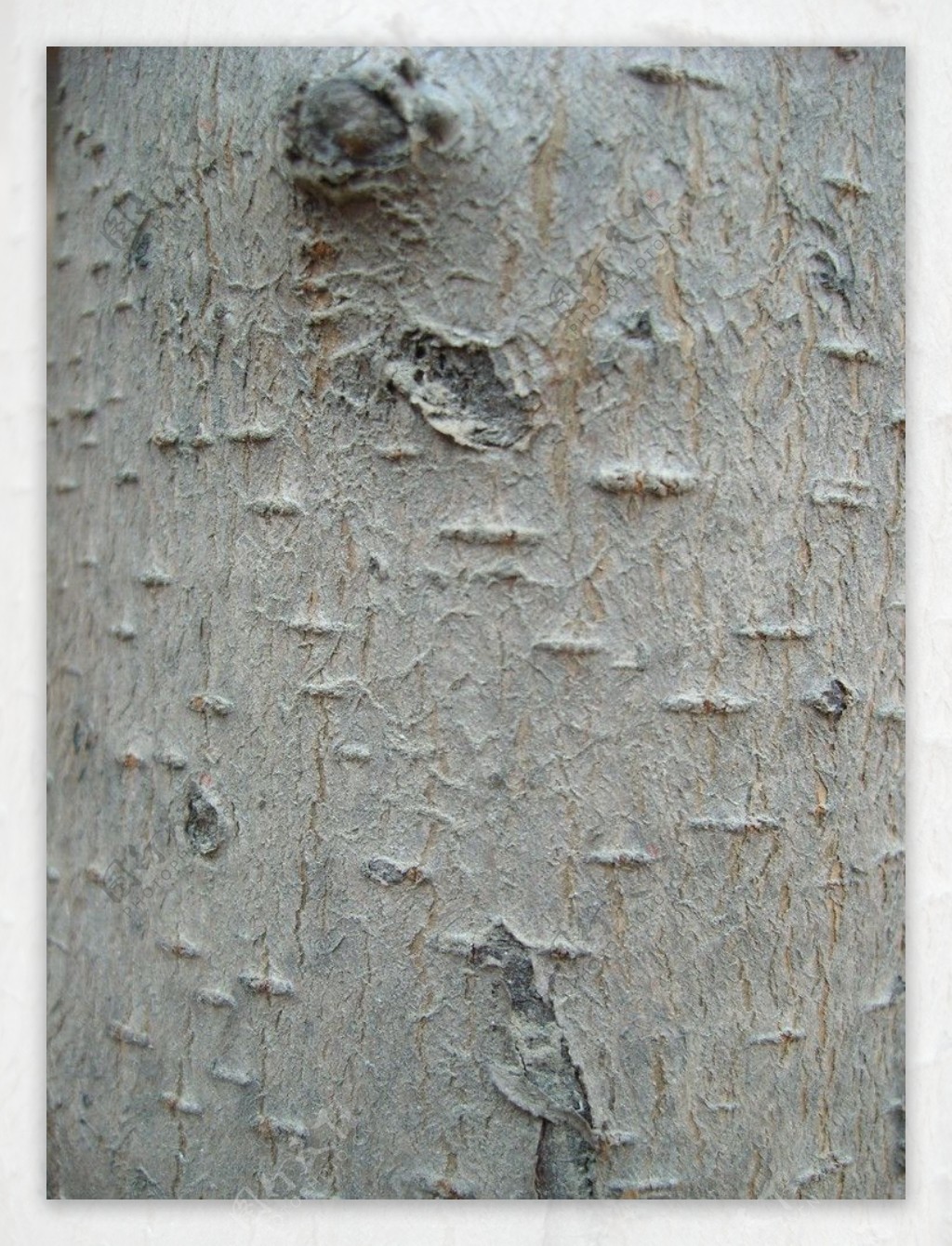 香椿树树皮纹理图片