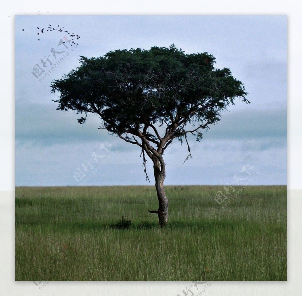 草原孤树图片