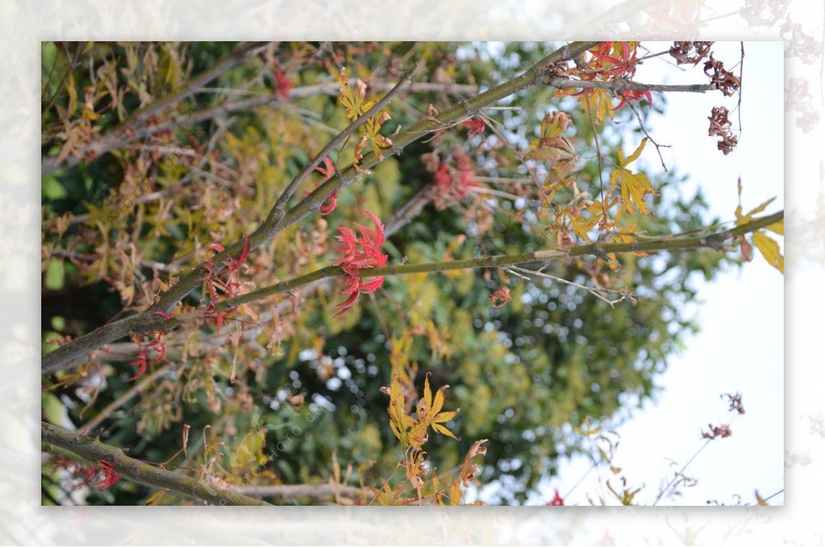 秋叶红枫图片