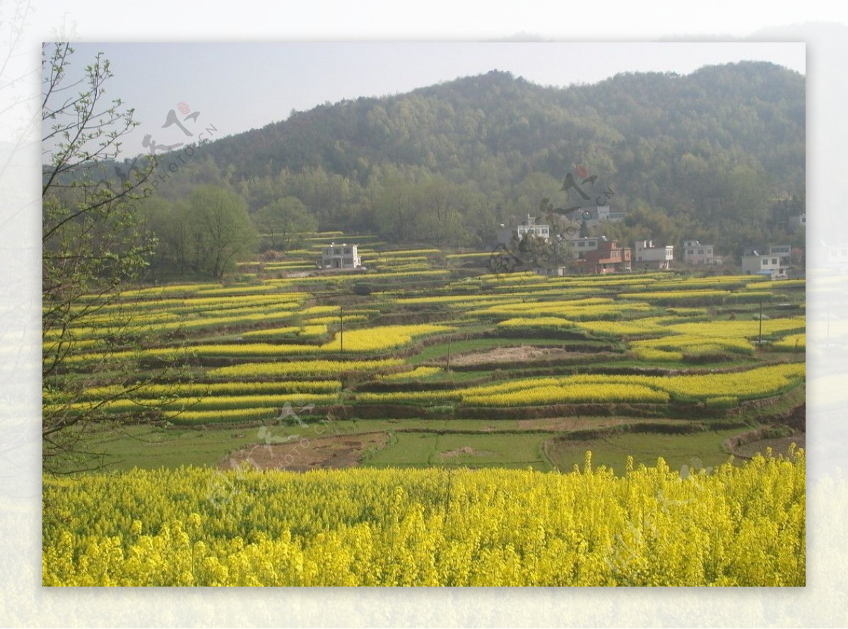 油菜花开图片