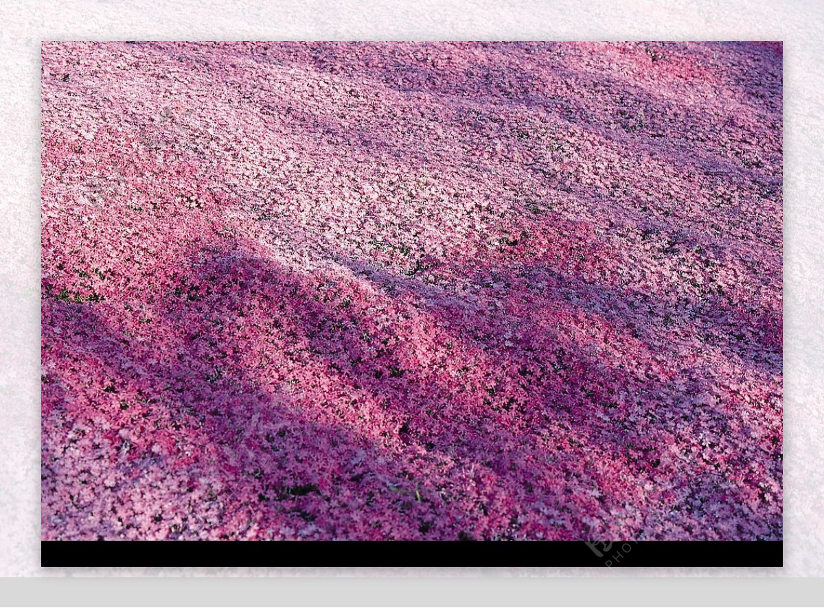 野花地毯图片