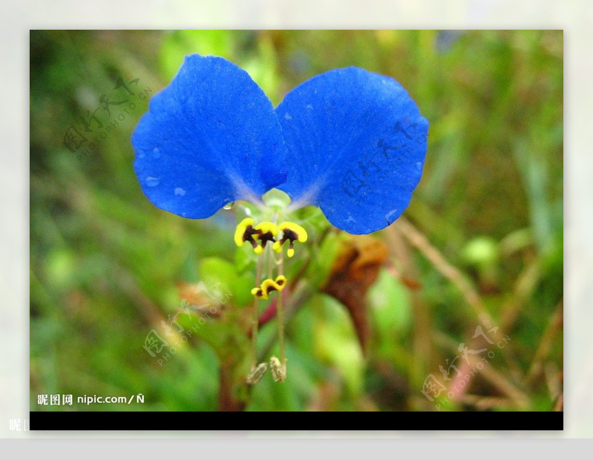 蓝蝴蝶花图片
