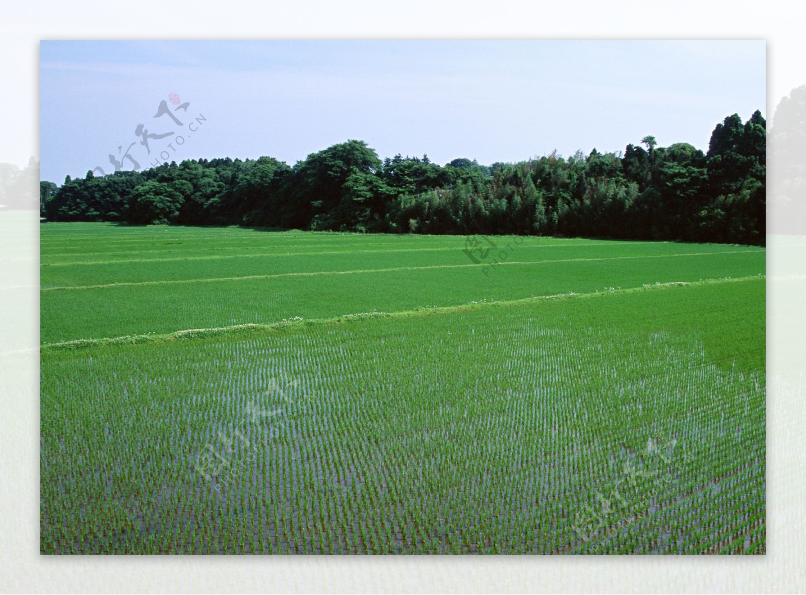 秧苗水稻图片