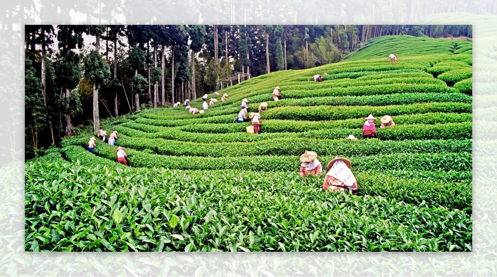 夏季避暑茶旅线路：云南西双版纳-大渡岗世界最大连片茶园一日游