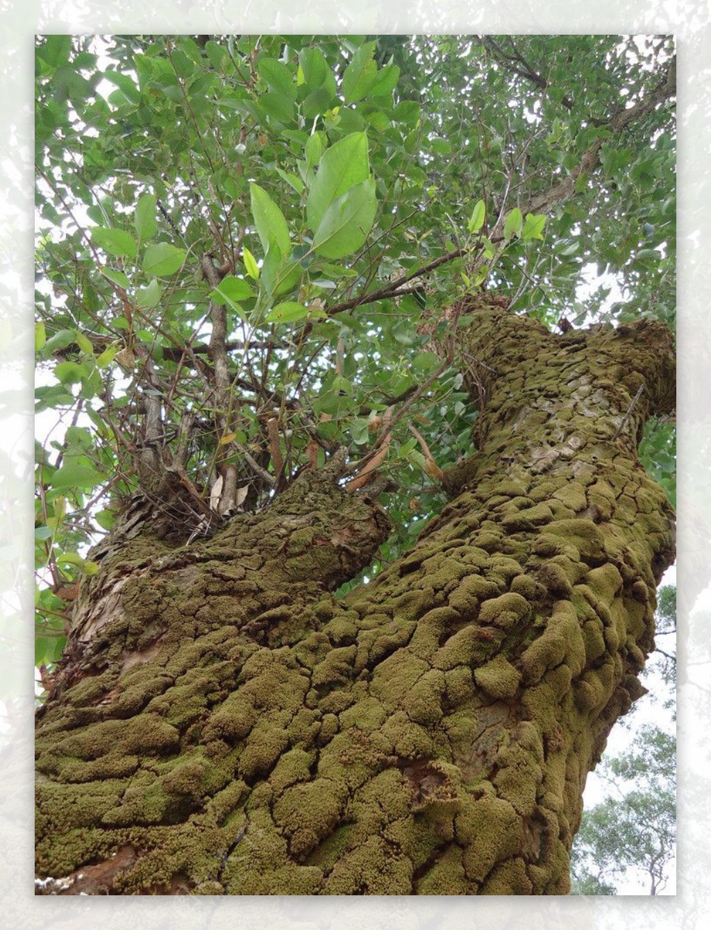 长满苔藓树干图片