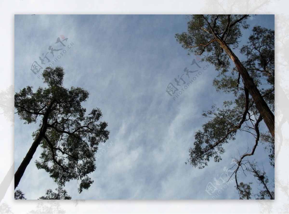 天空下的树木图片