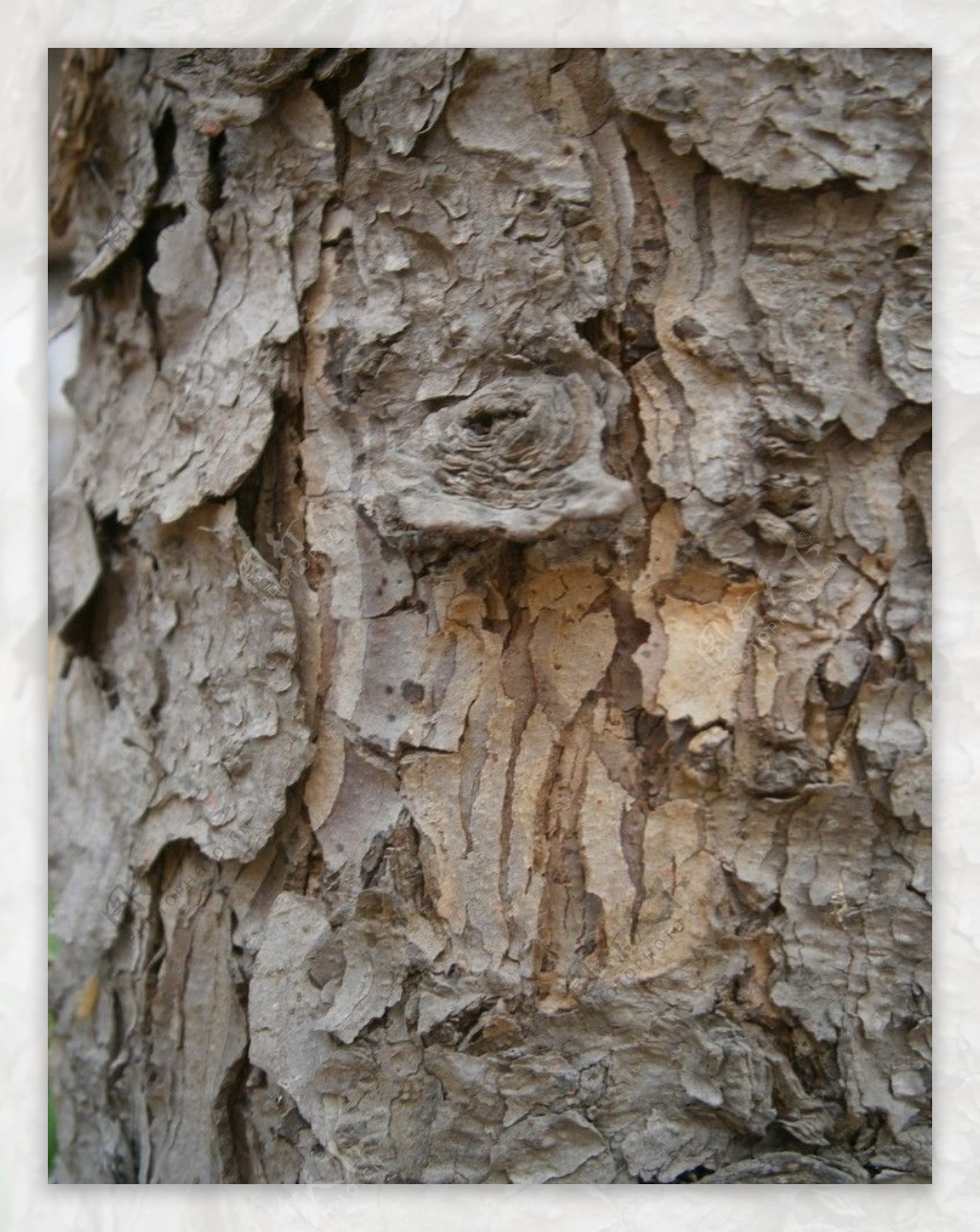 松树皮图片