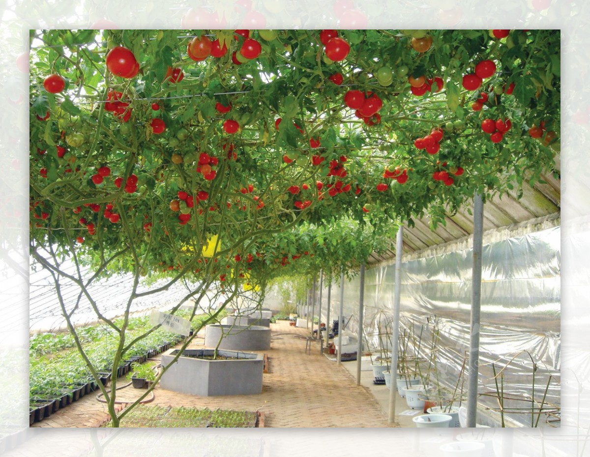 番茄树西红柿树图片