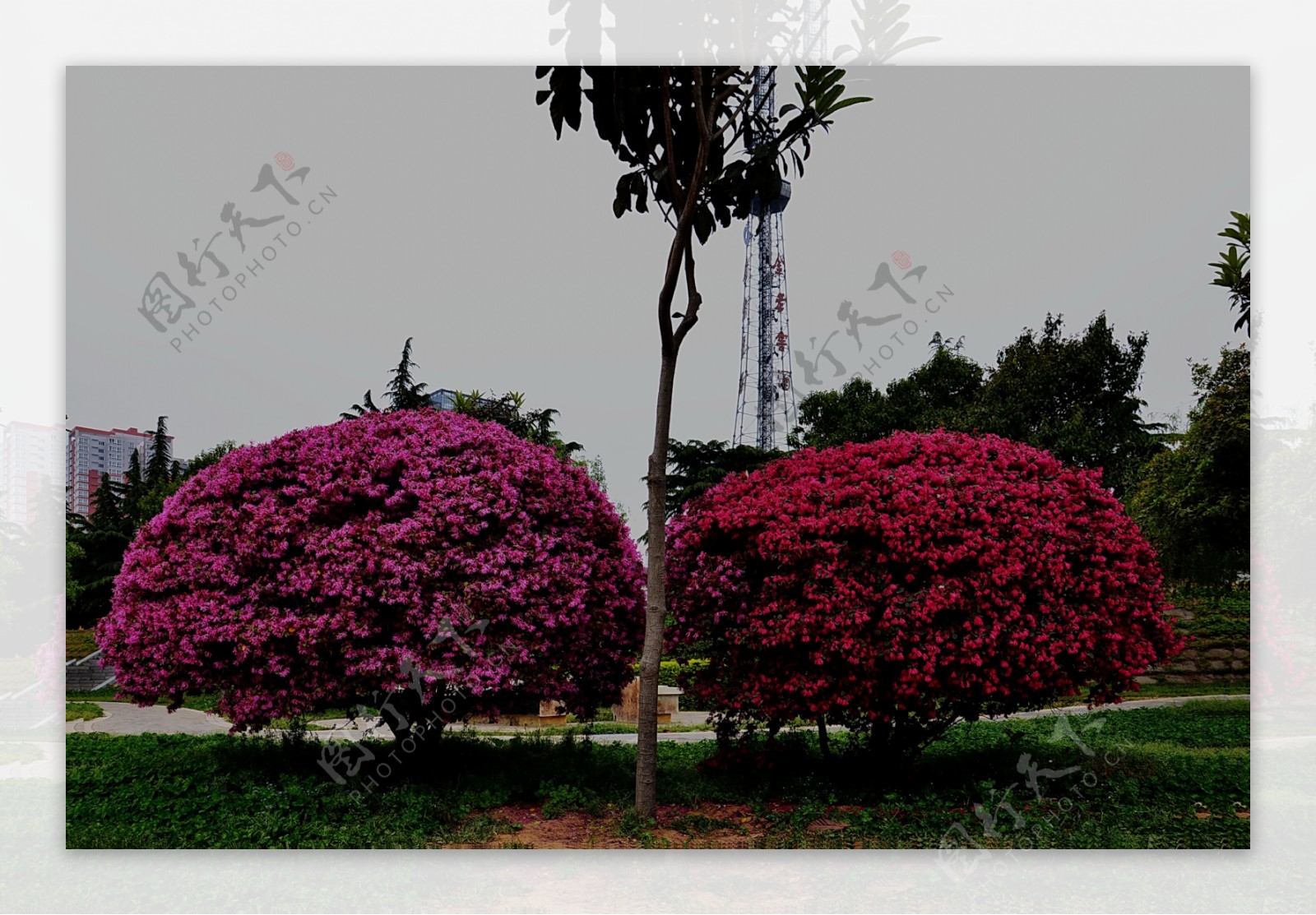 柳堤的红树图片