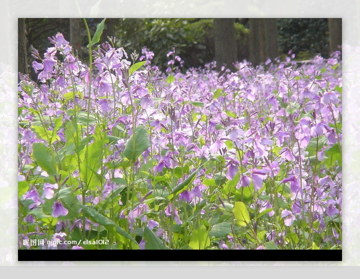 紫色花从图片