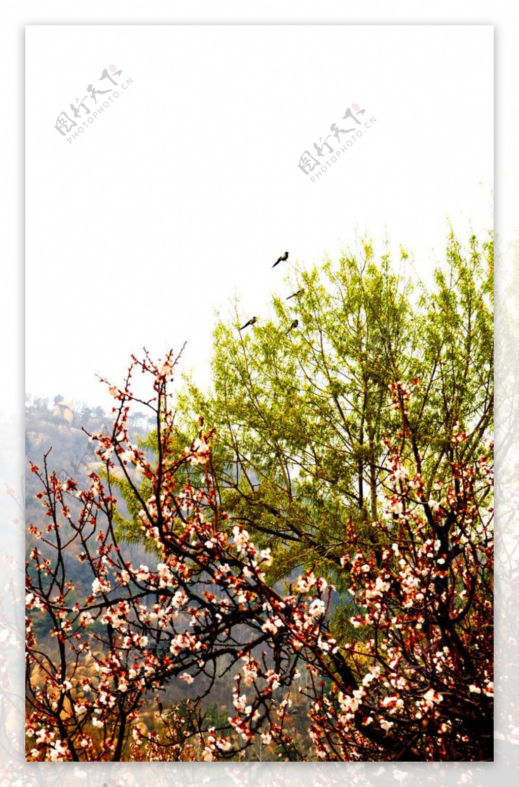 红花绿树图片