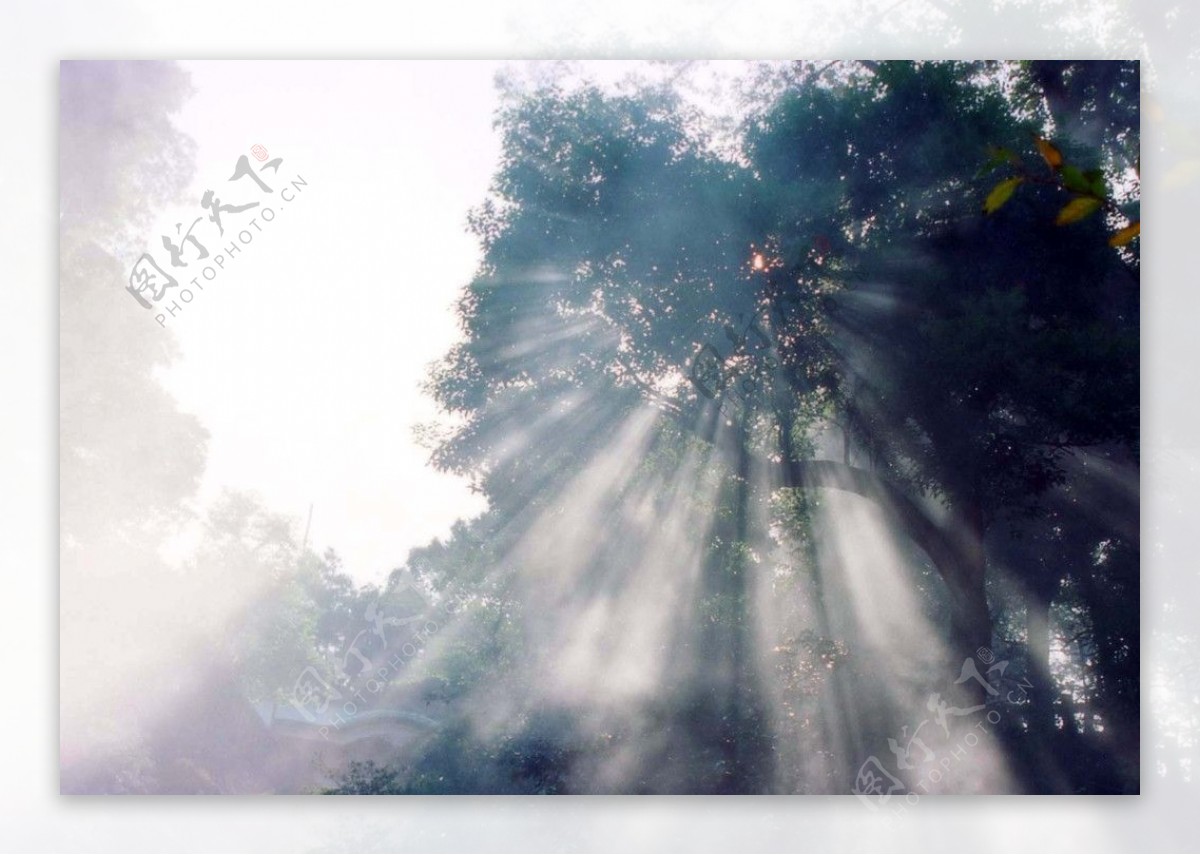 雾下光束笼罩的树木图片