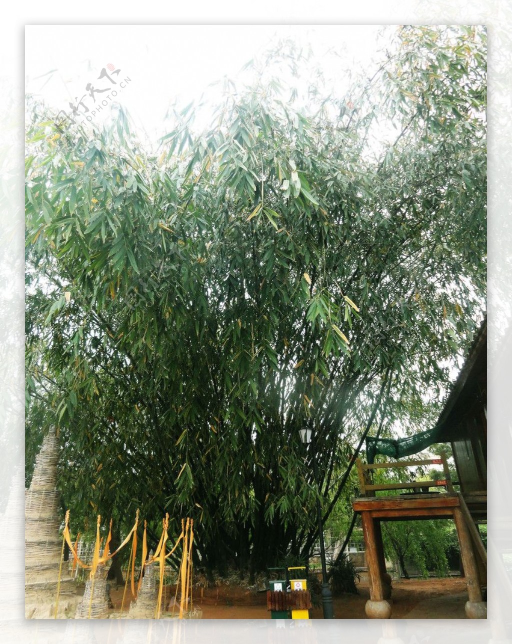 黄鹤楼竹子树图片
