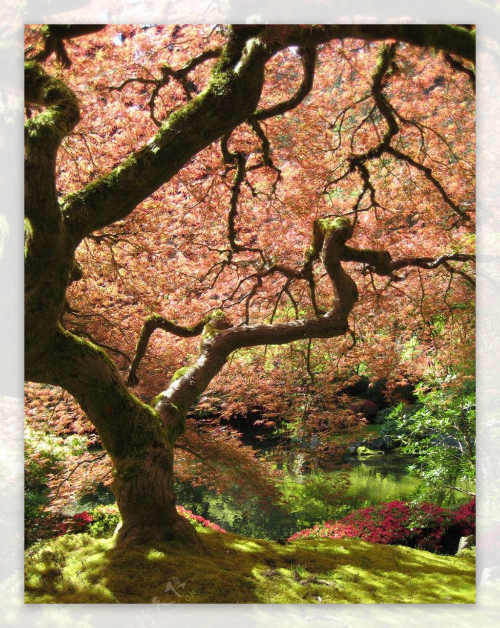 日本枫树图片