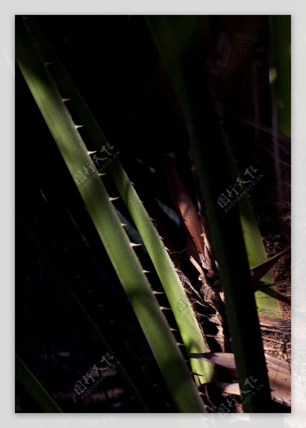 棕榈树叶光影图片