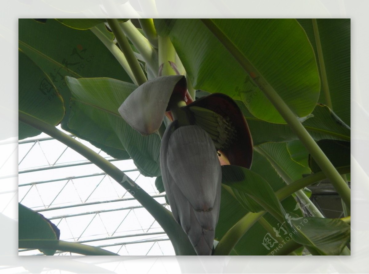 北戴河植物园的热带植物图片