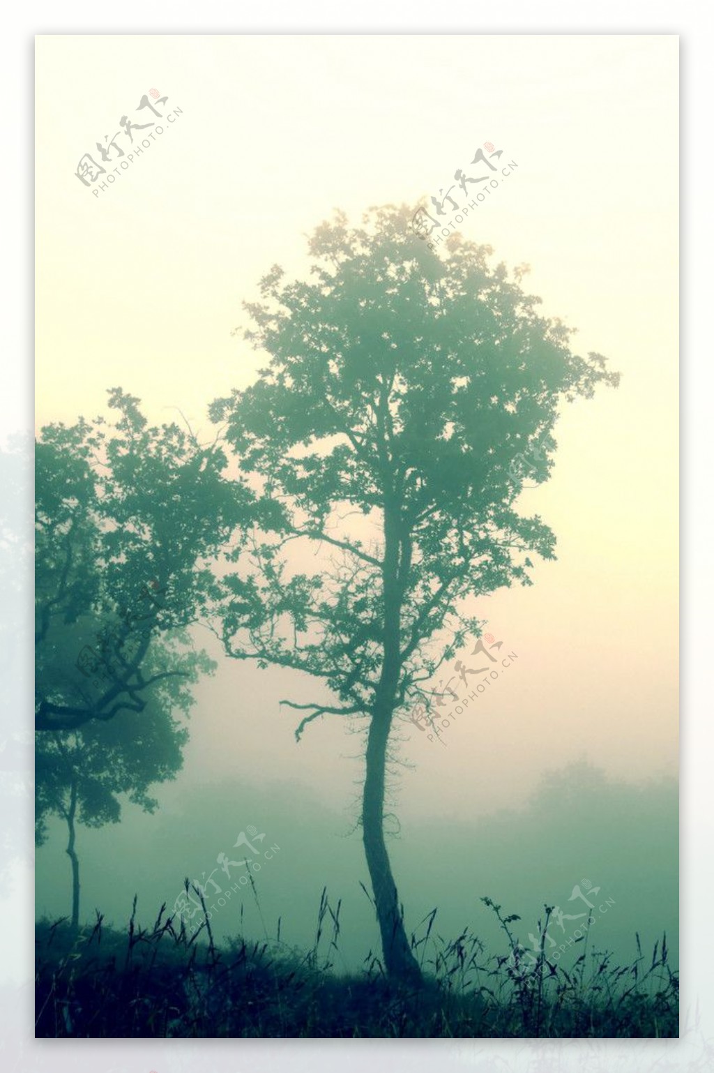 浓雾中的树木特写图片