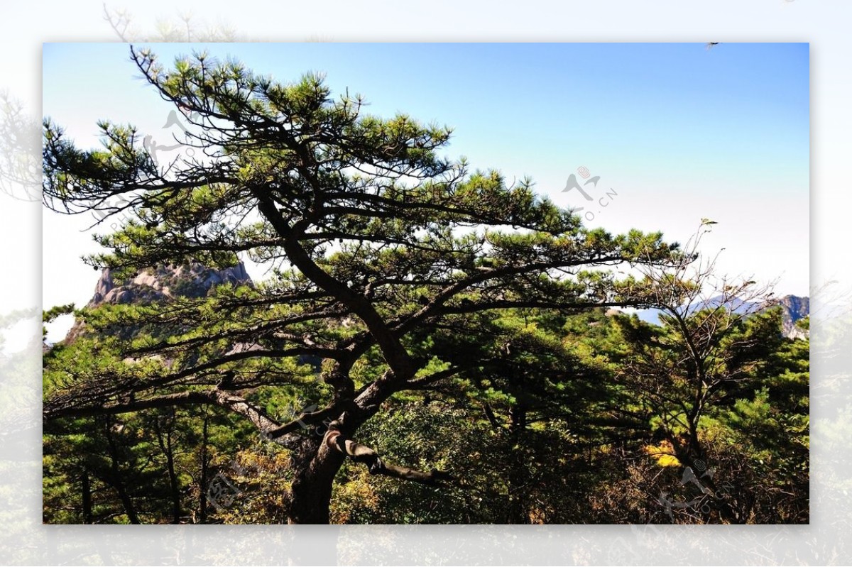 黄山风光图片