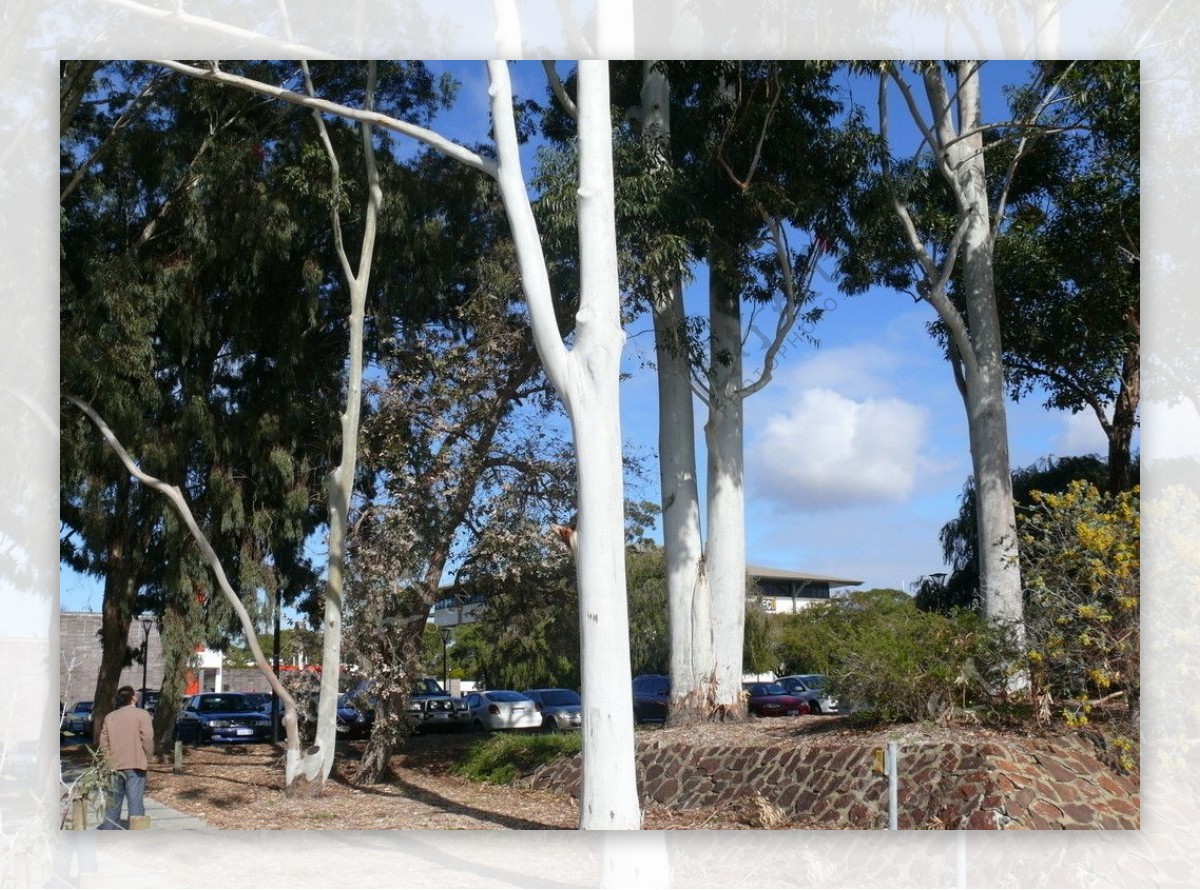 澳大利亚白杨树图片