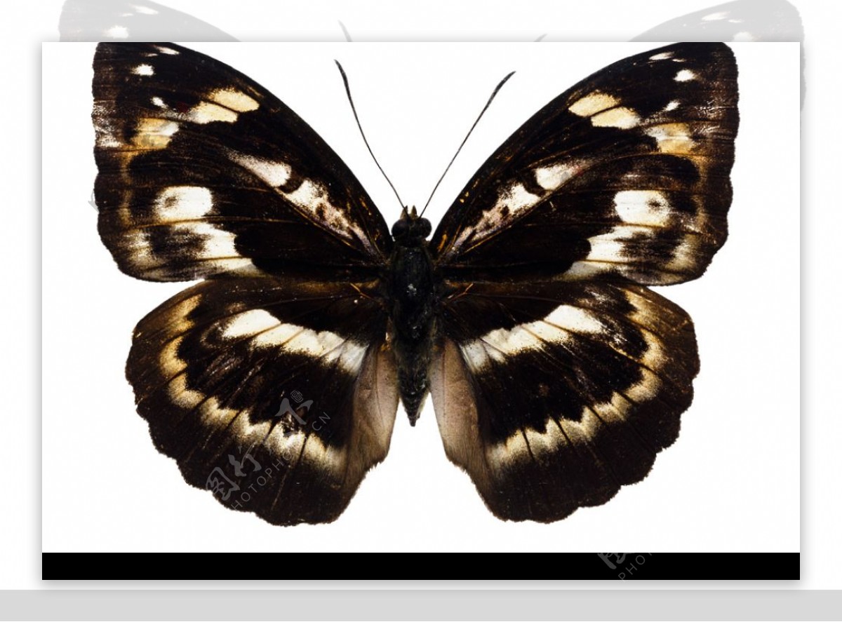 高清PSD的蝴蝶图图片