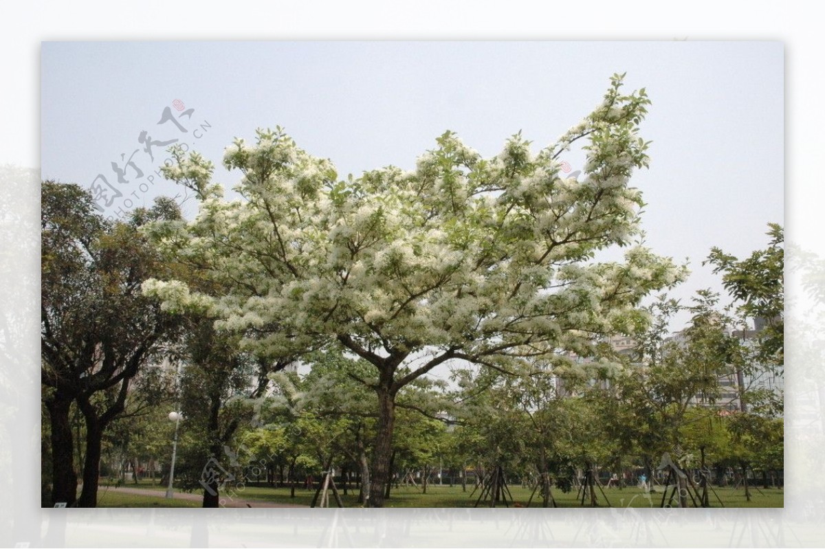 绝美台湾流苏树盛白花图片