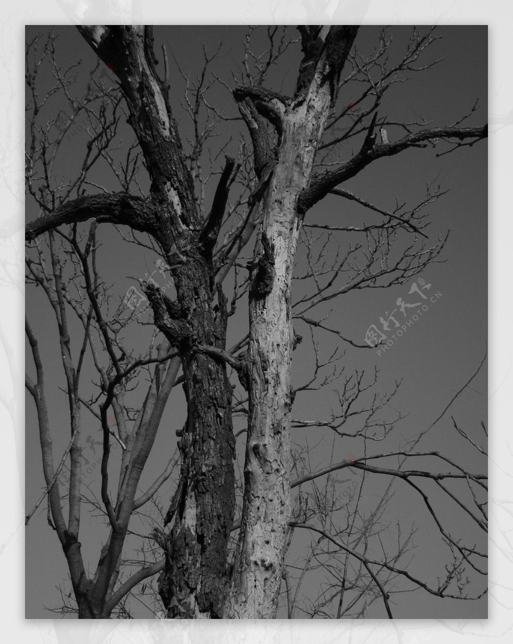 枯树黑白图片