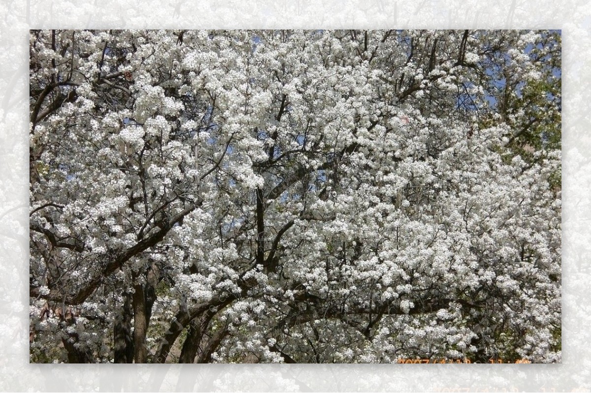 南长滩百年老梨树争香斗艳图片