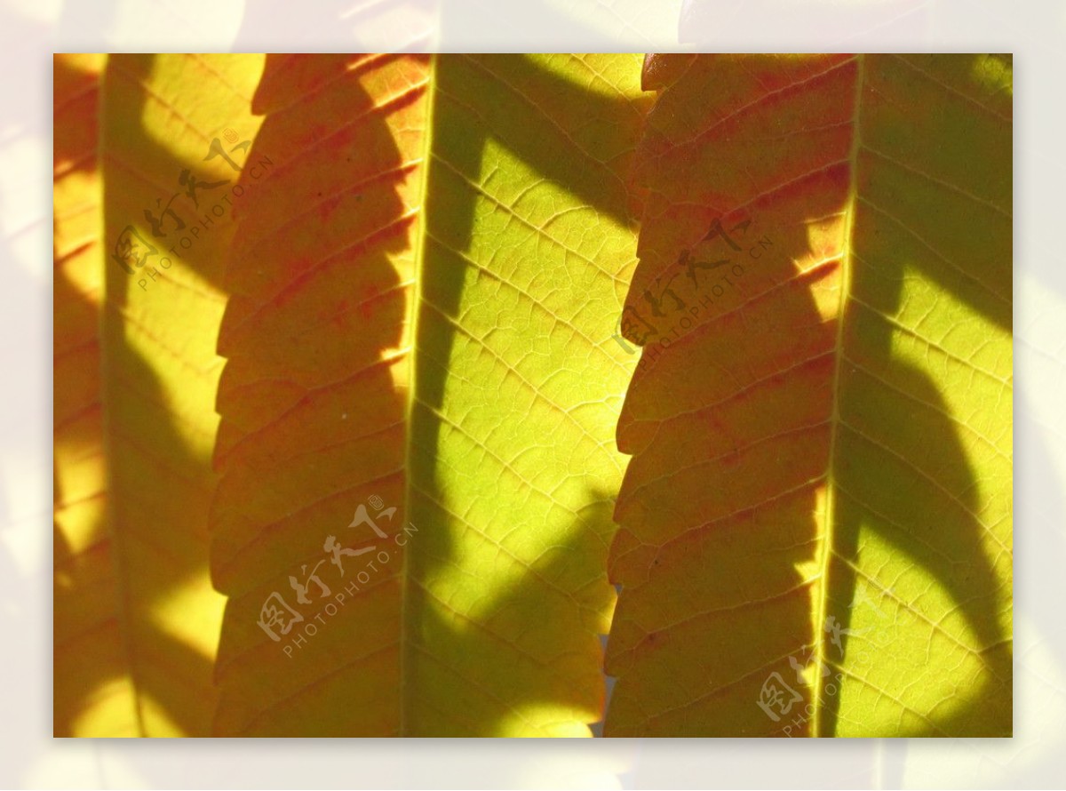 火炬树的叶子图片
