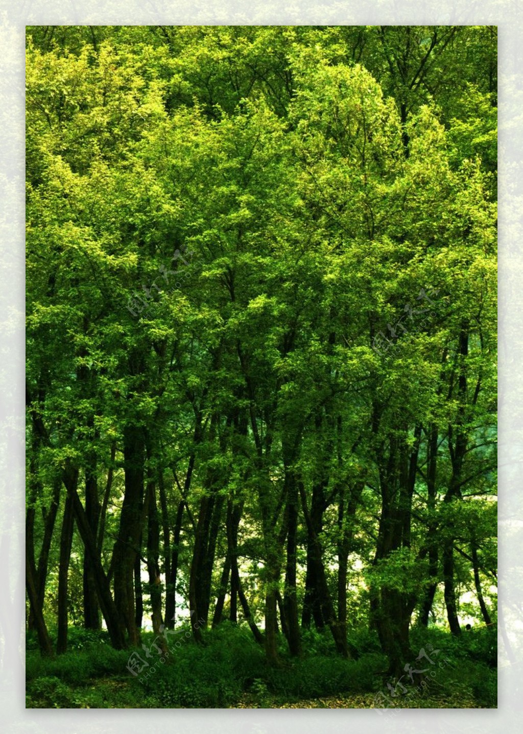 绿树屏障图片