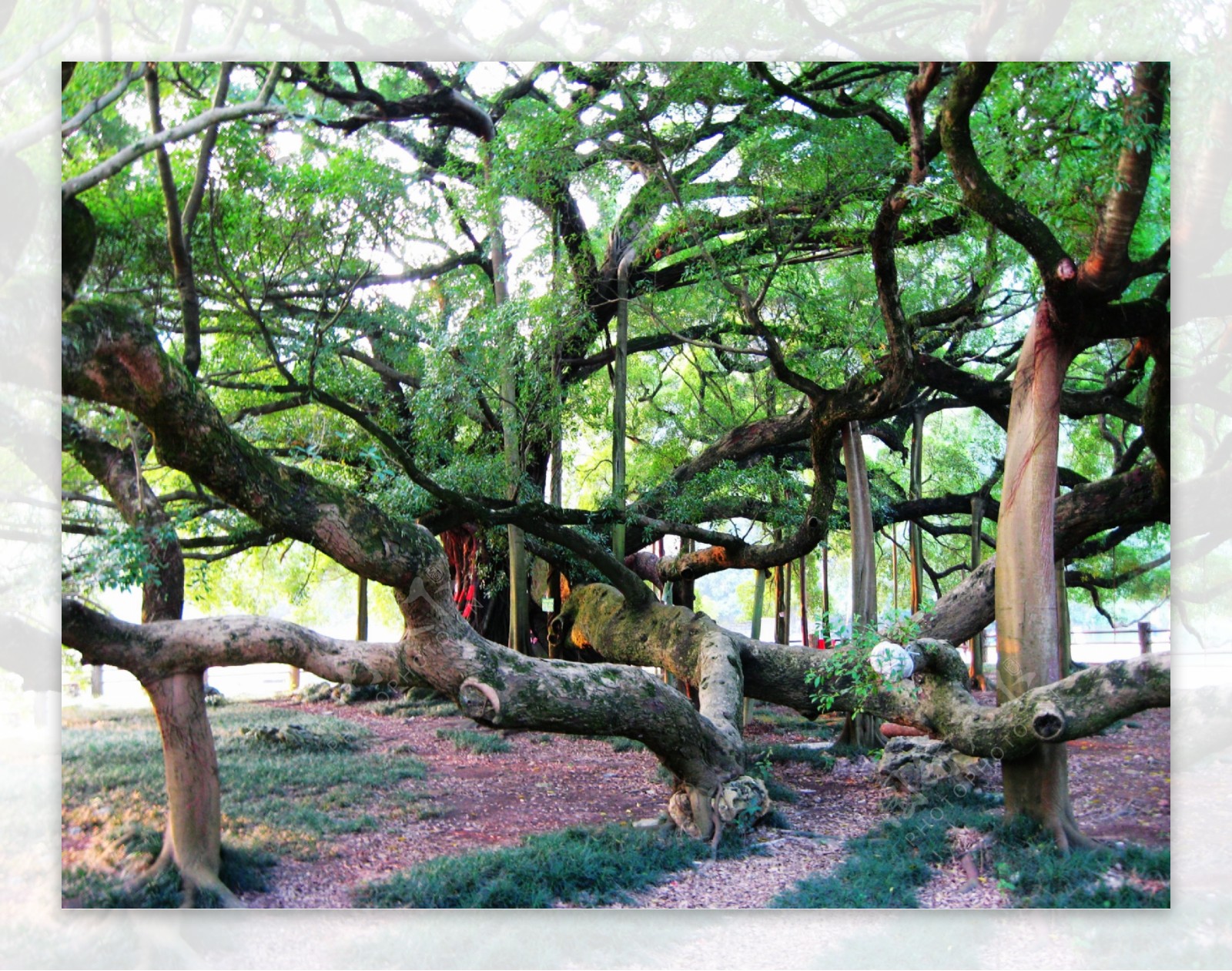 中国十大最古老的树，最后一株历经五千年见证了华夏文明|阿里山神木|见证|章台_新浪新闻