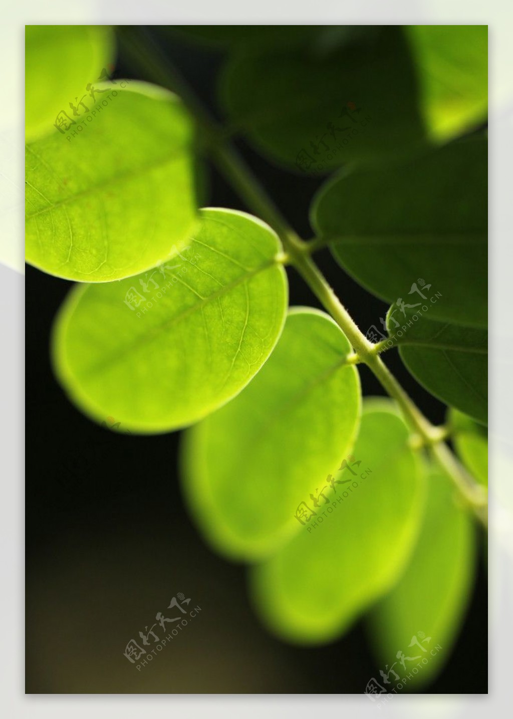 绿色椭圆形树叶近拍图片
