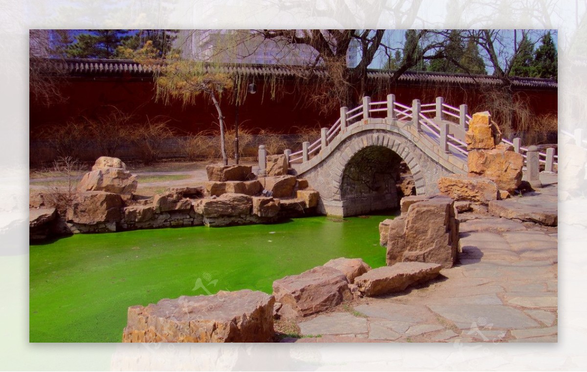 小桥伴绿藻图片