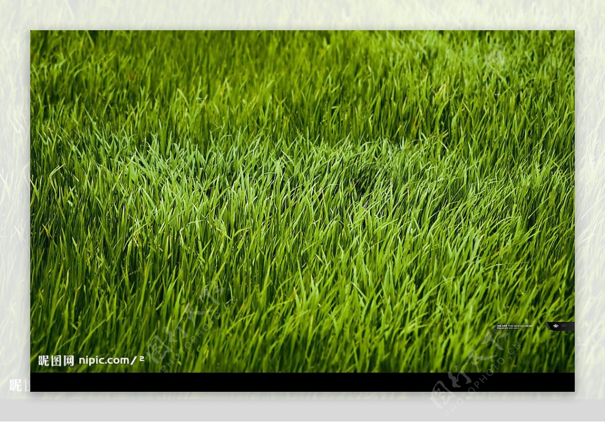 碧绿草坪图片