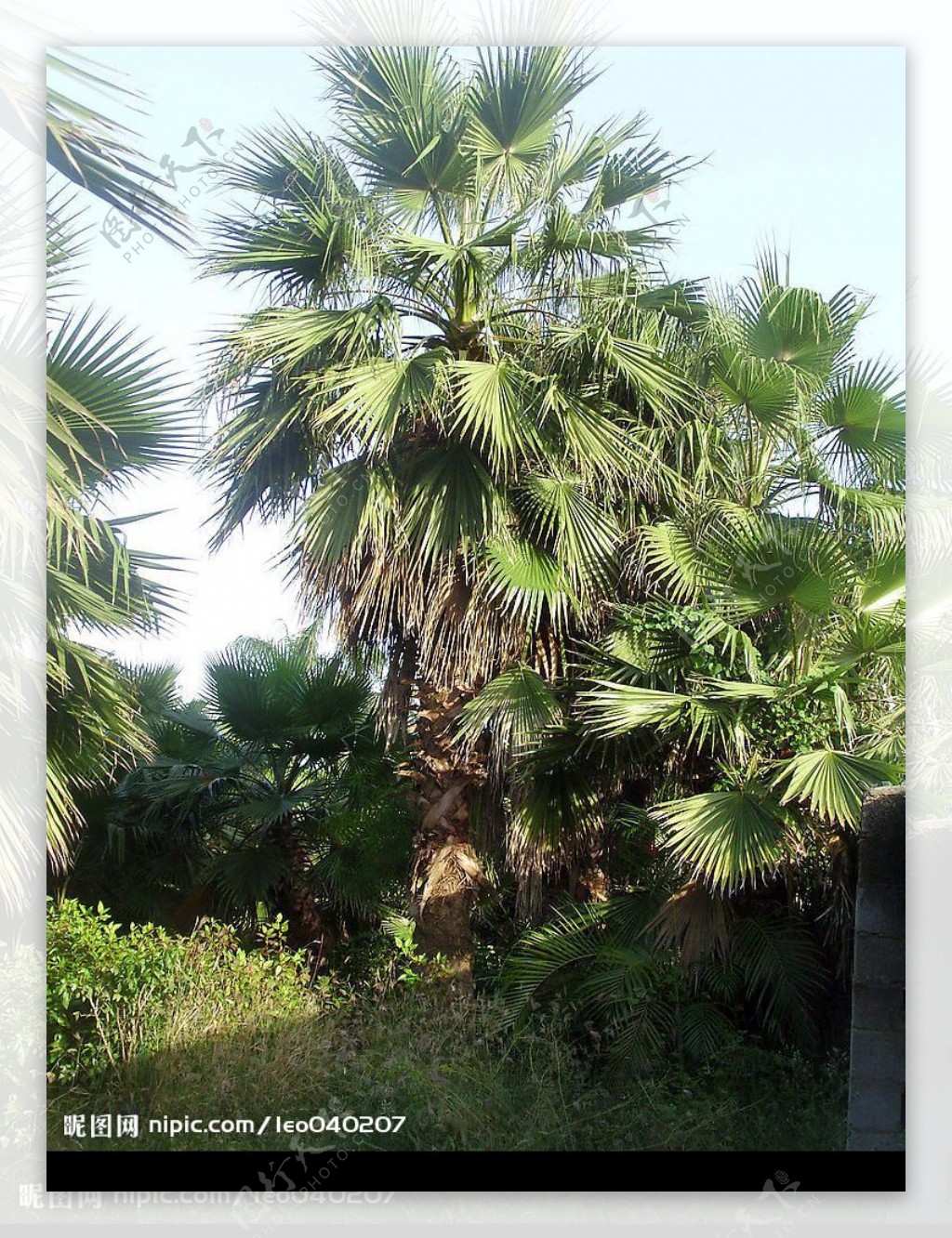 老人葵华盛顿葵棕榈科图片
