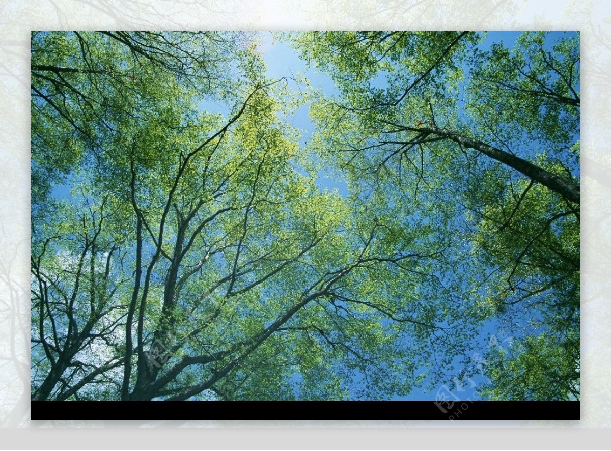 绿林树木图片