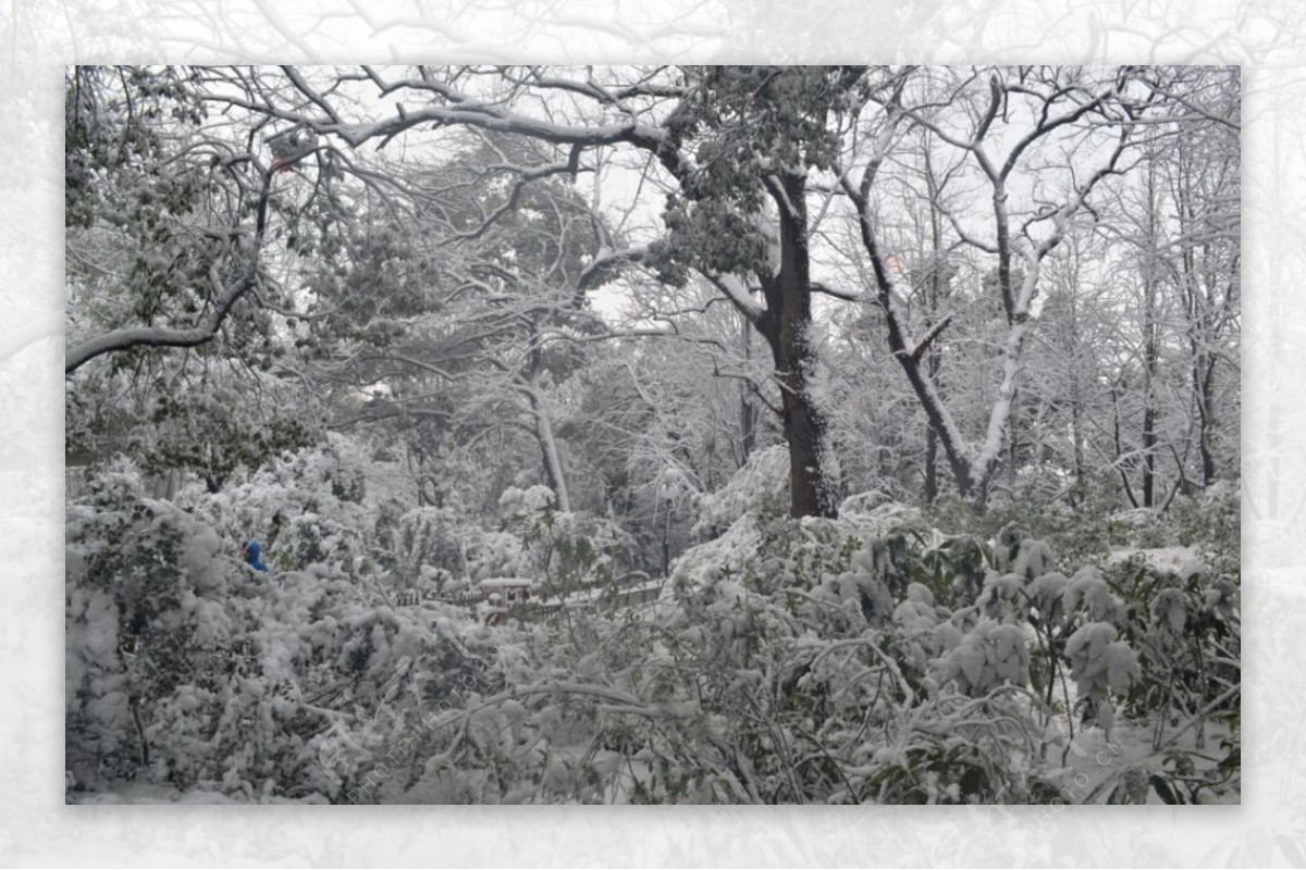 江西南昌八一公园雪景图片