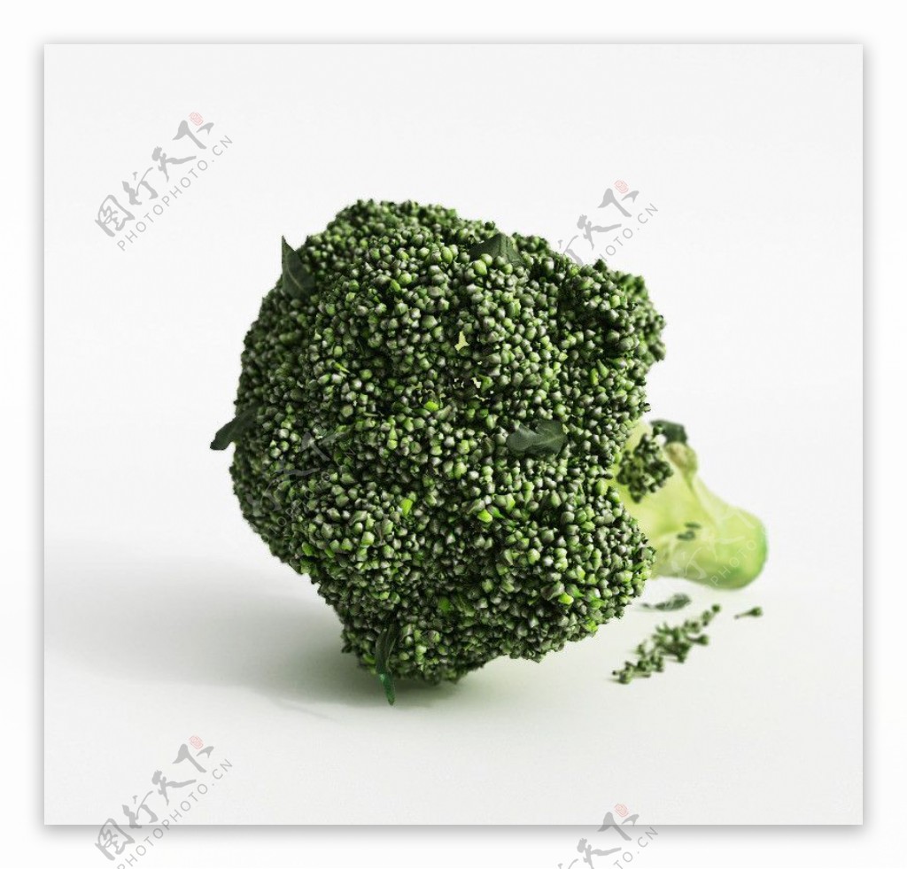 蔬菜模型花椰菜图片