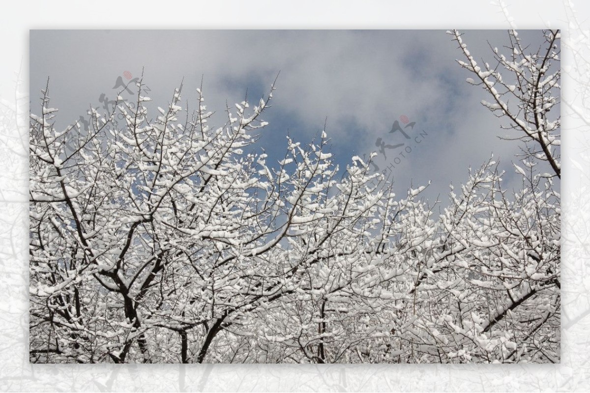 雪景树图片
