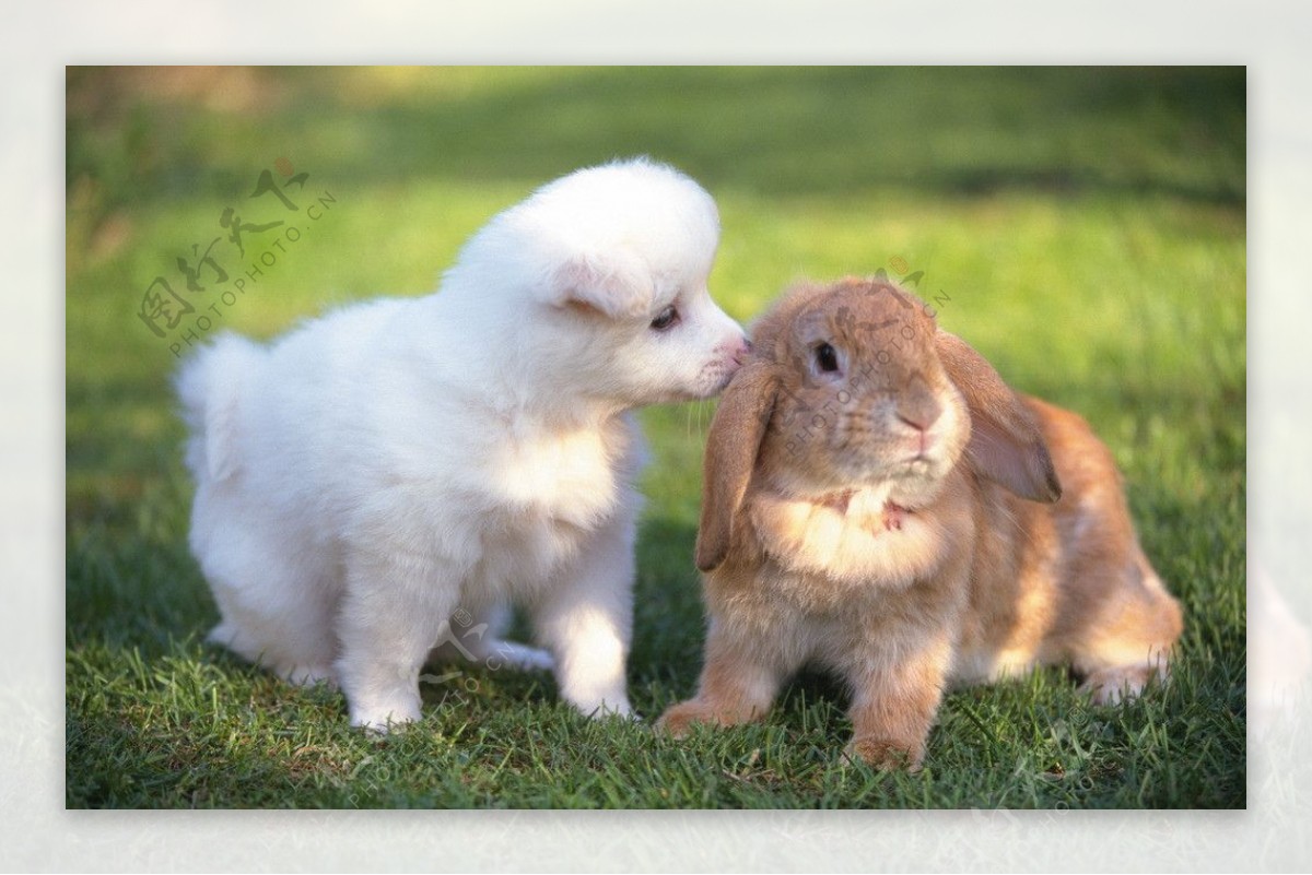 有见过兔子和狗玩捉迷藏的吗？_哔哩哔哩_bilibili