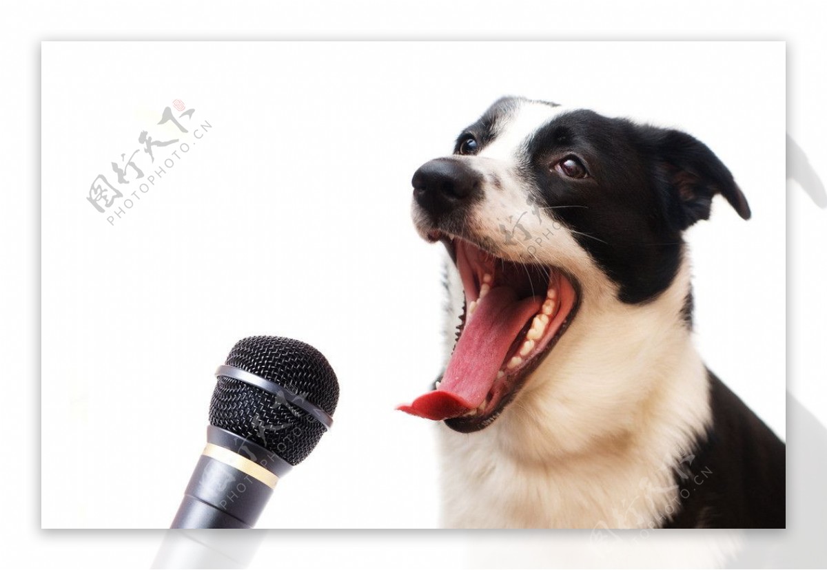 唱歌的小狗图片