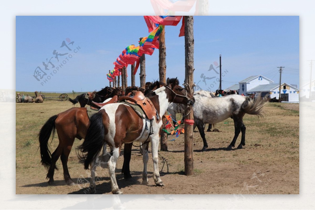 内蒙古马匹图片