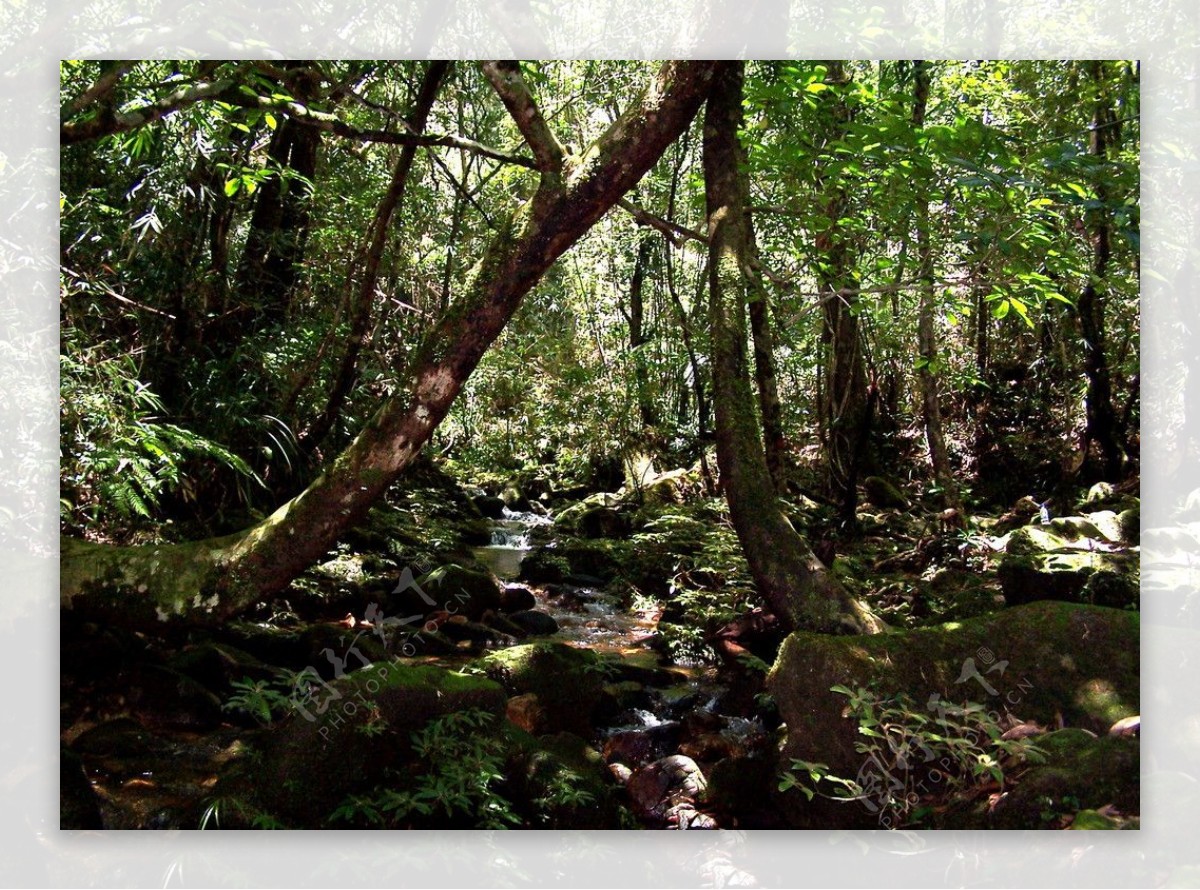 吊罗山雨林幽涧图片