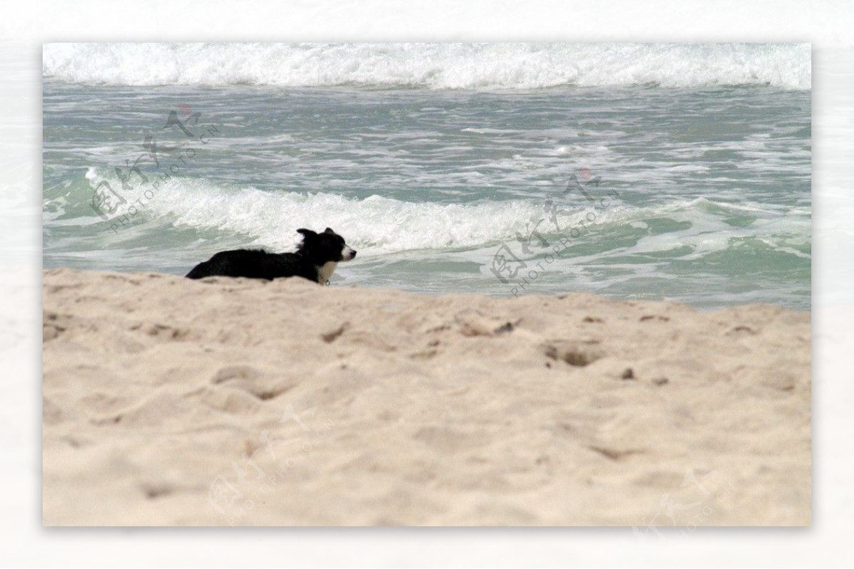 海边小狗图片