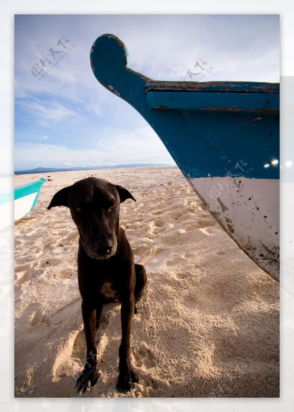 海边沙滩小狗图片